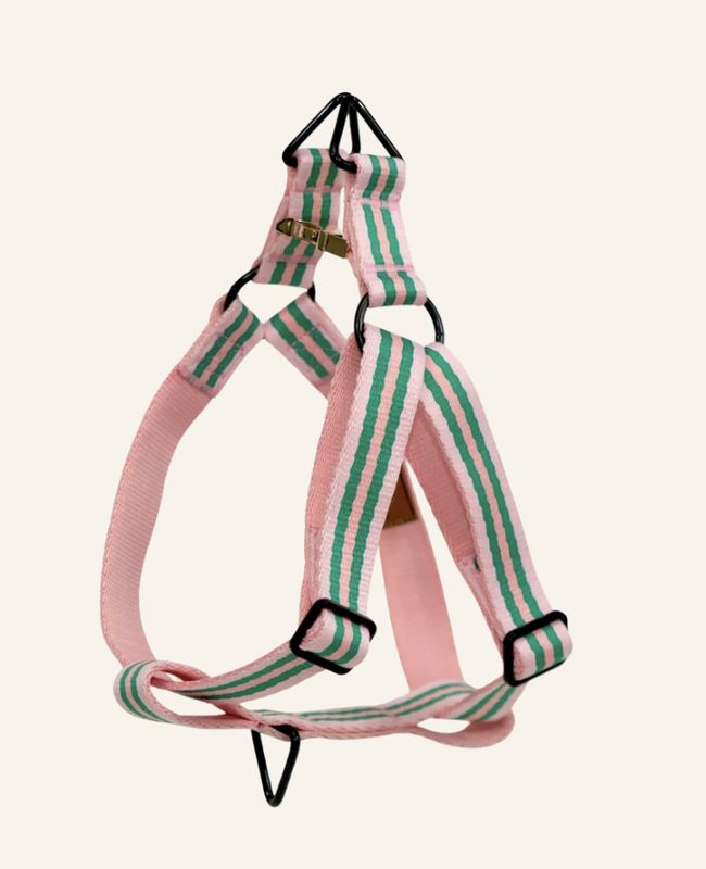 Premium Collar