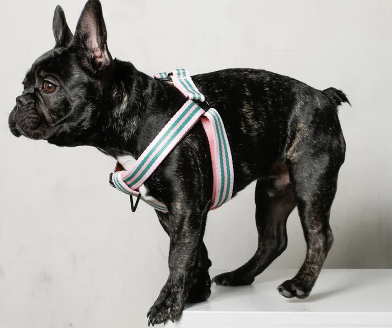 Handmade Bow Collar