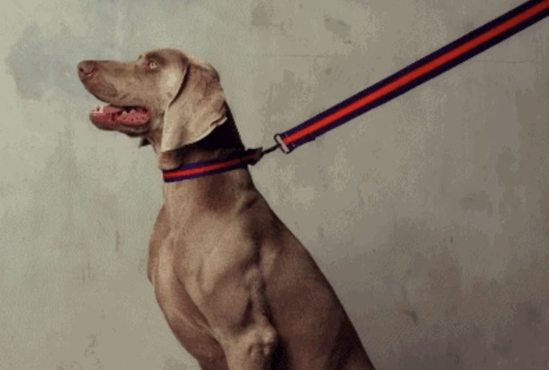 Designer Collar