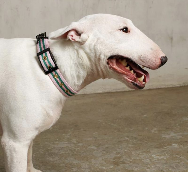 Deluxe Collar