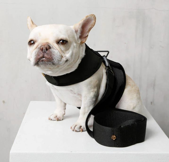 Designer Bow Collar