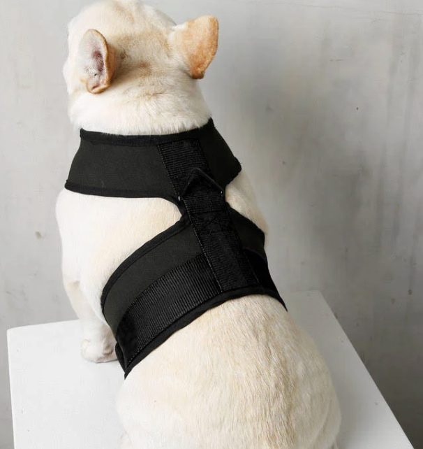 Classic Collar