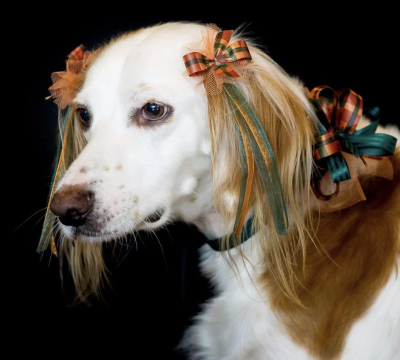 Striped Collar