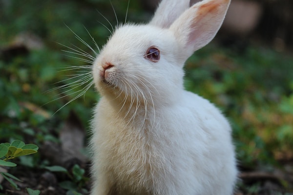 Bunnies
