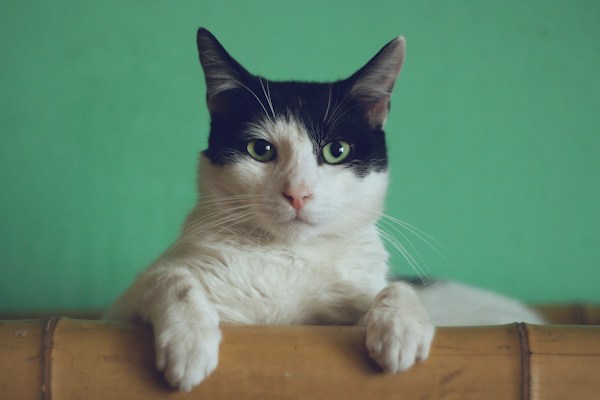 Cats