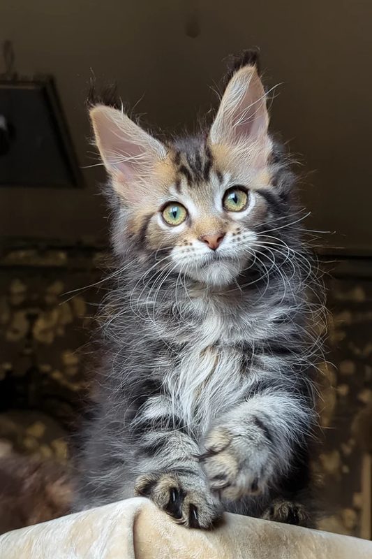 Otis