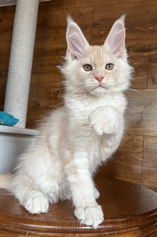 Gus