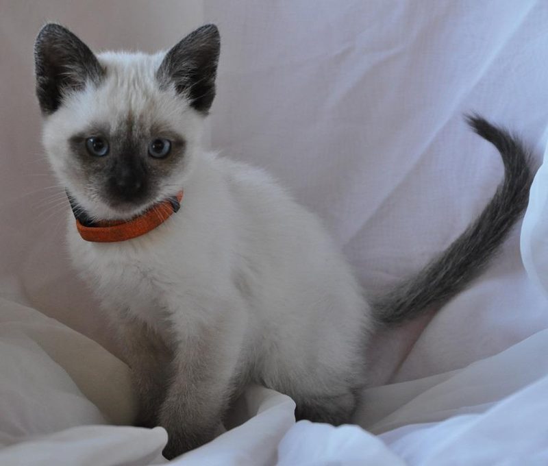 Mochi
