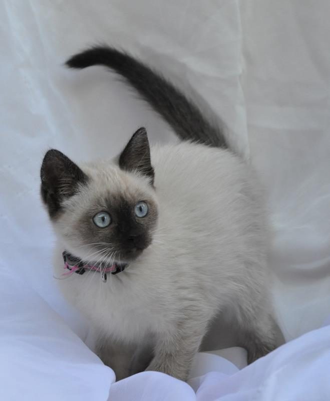 Finn