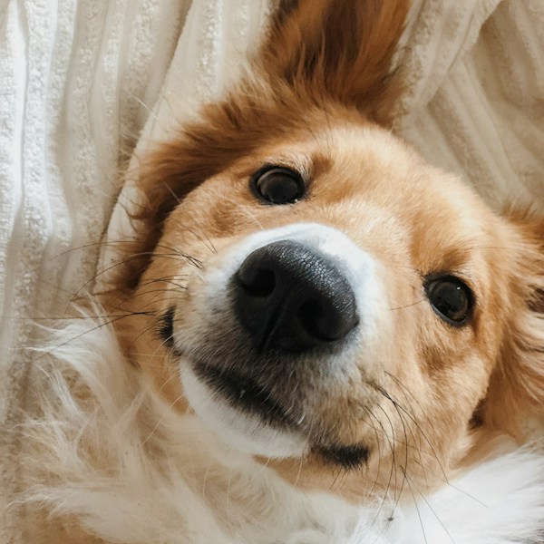 Lucy