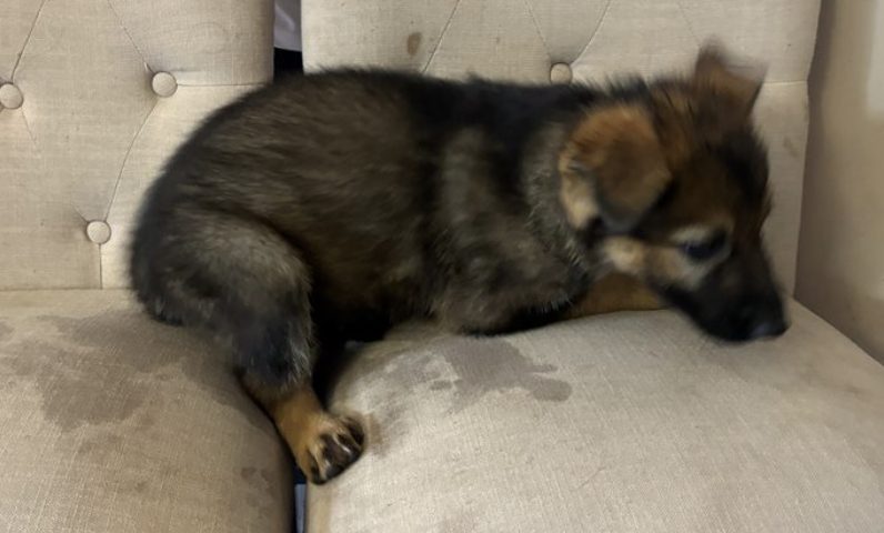 Leo