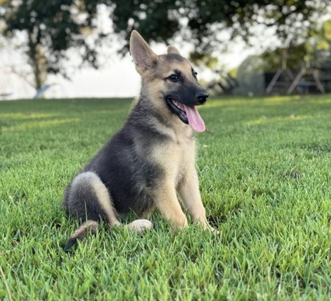 Coco
