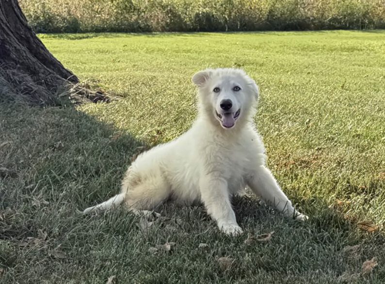 Sadie