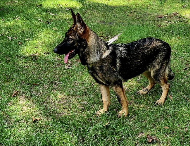 Rex