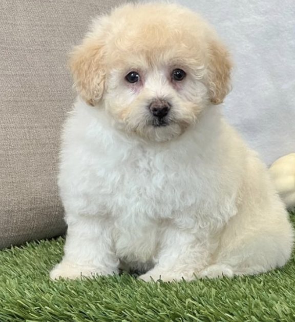 Bella