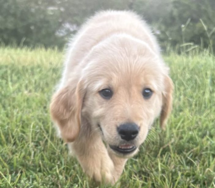 Penny