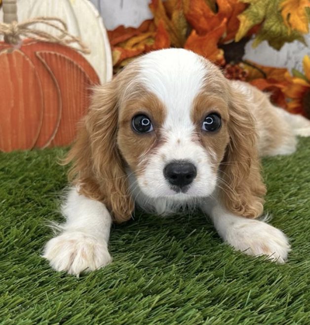 Murphy