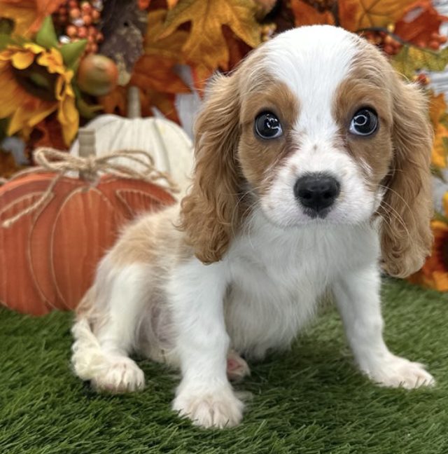 Maple