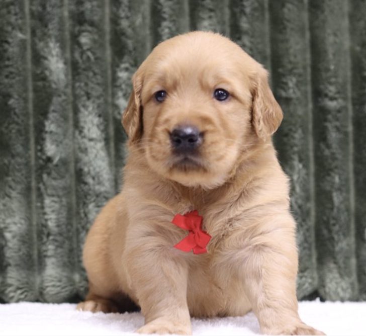 Boomer