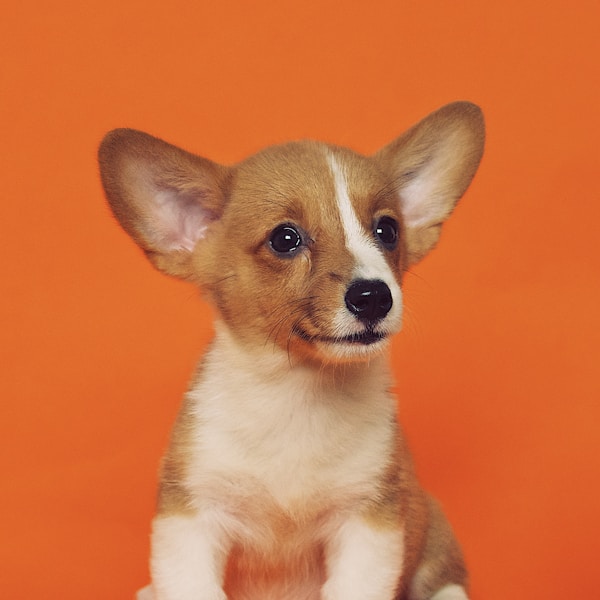 Maggie