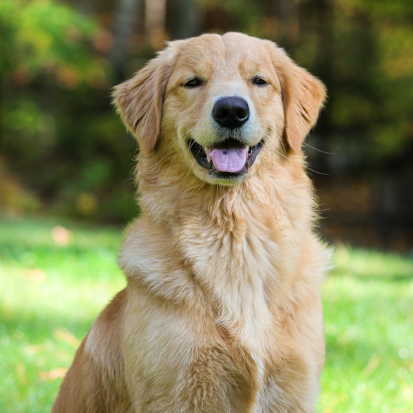 Suki