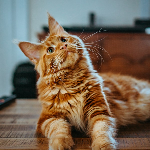 Suki