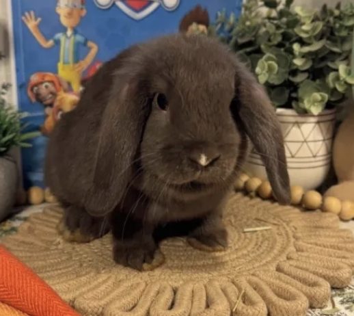 Gus